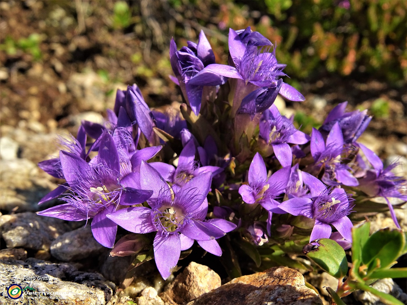 25 Genzianella germanica (Gentianella germanica).JPG